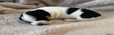 Jack Russell 1