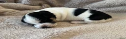 Jack Russell dogs for sale: Jack Russel pups - Advert 12