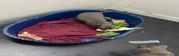 Italian Greyhound dogs for sale: Handsome Italian greyhound - Advert 8