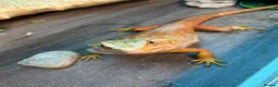 Bearded Dragon reptiles for sale: Bearded Dragon for Sale  - Advert 3