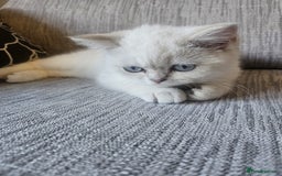 British Shorthair cats for sale: CUTE BRITISH SHORT HAIR LOOKING FOR FOREVER HOME - Image 7