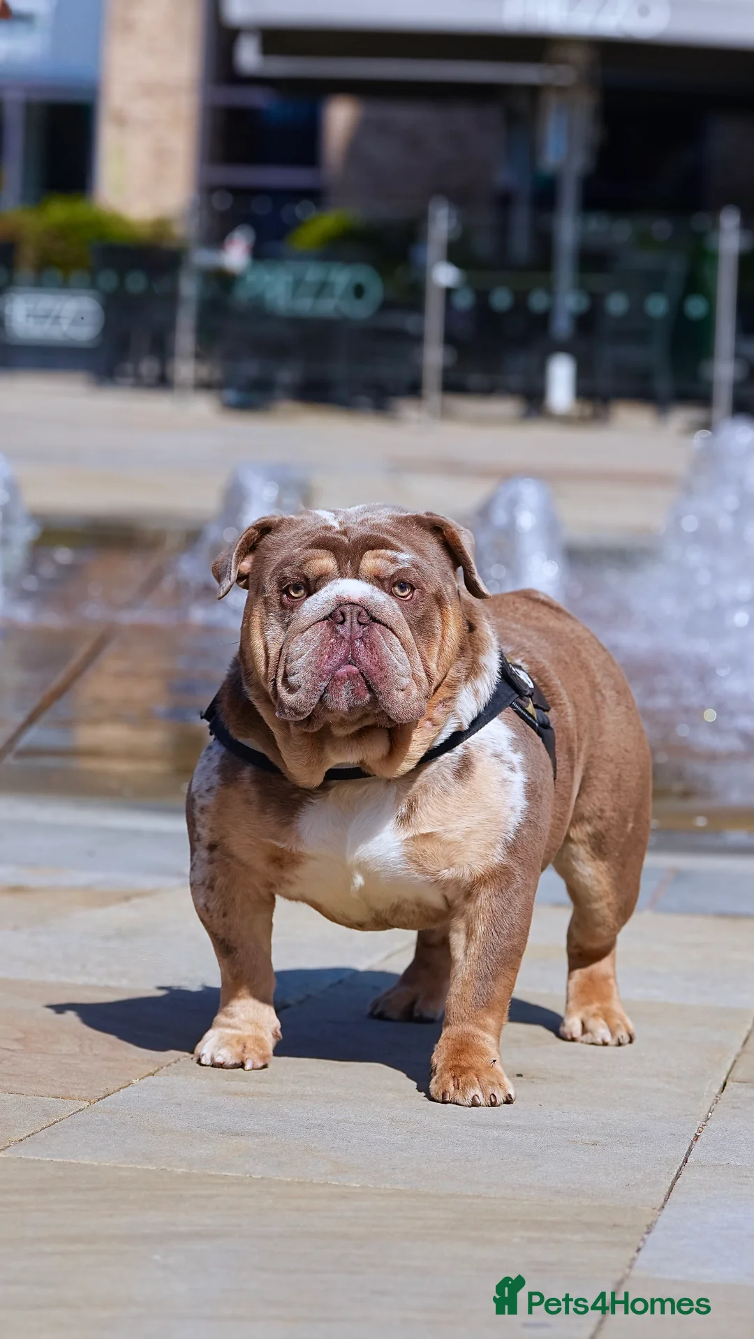 English Bulldog dogs for stud: DUFFABULLS MAUI - lilac tweed Merle w cherry tan - Advert 6