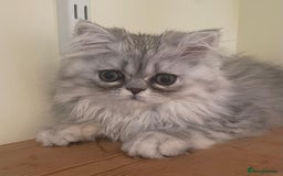 Persian cats for sale: Silver Blue Chinchilla Male Persian Kitten! - Image 2