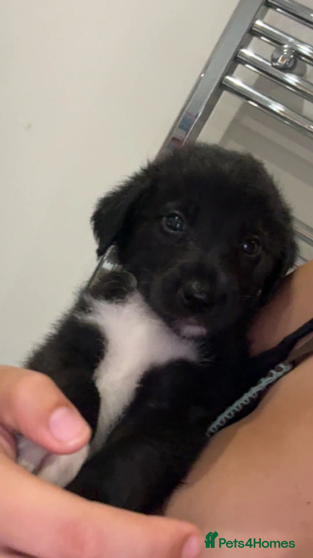 Mixed Breed dogs for sale: 6 Bedlington Terrier X Border Collie puppies  - Advert 1
