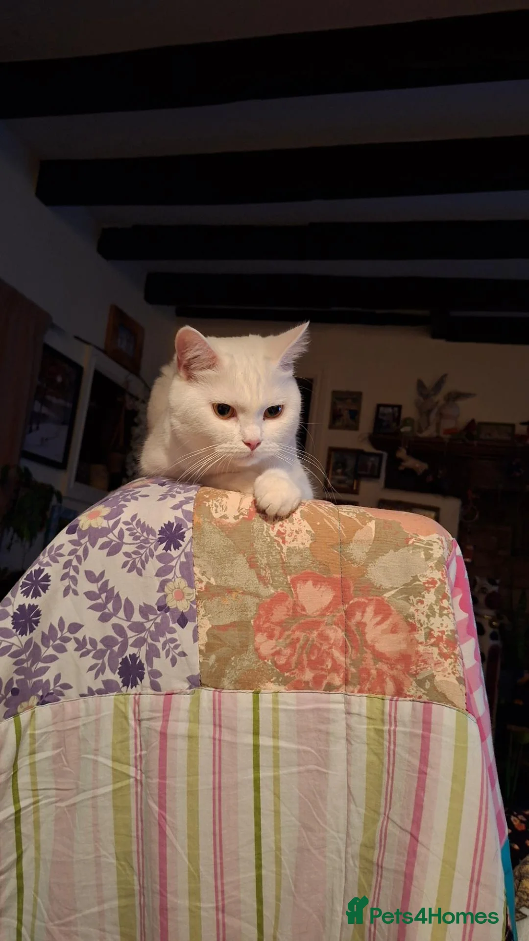 Mixed Breed cats for sale: Pretty little female cat for rehoming - Advert 1
