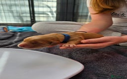 Golden Retriever dogs for sale: 9 Golden Retriever Pups - Image 13