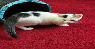 Mixed Breed cats - Advert 10