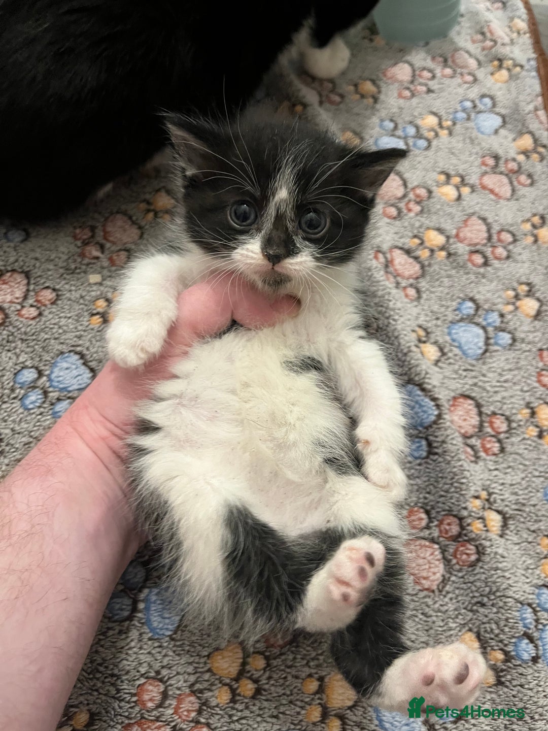 Mixed Breed cats for sale: Beautiful kittens for sale 🥰 - Advert 5