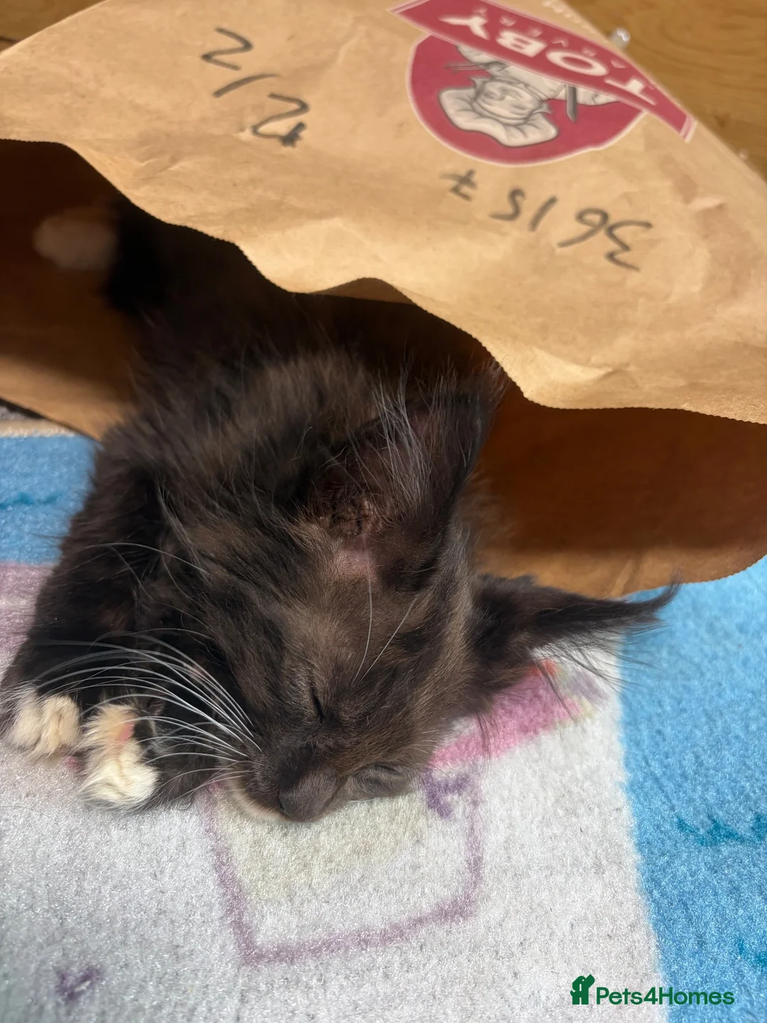 Maine Coon cats for sale: Stunning XL Russian Maine Coon kittens - Advert 2