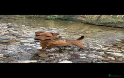 Lakeland Terrier dogs for sale: Red Lakeland terrier bitch - Image 6