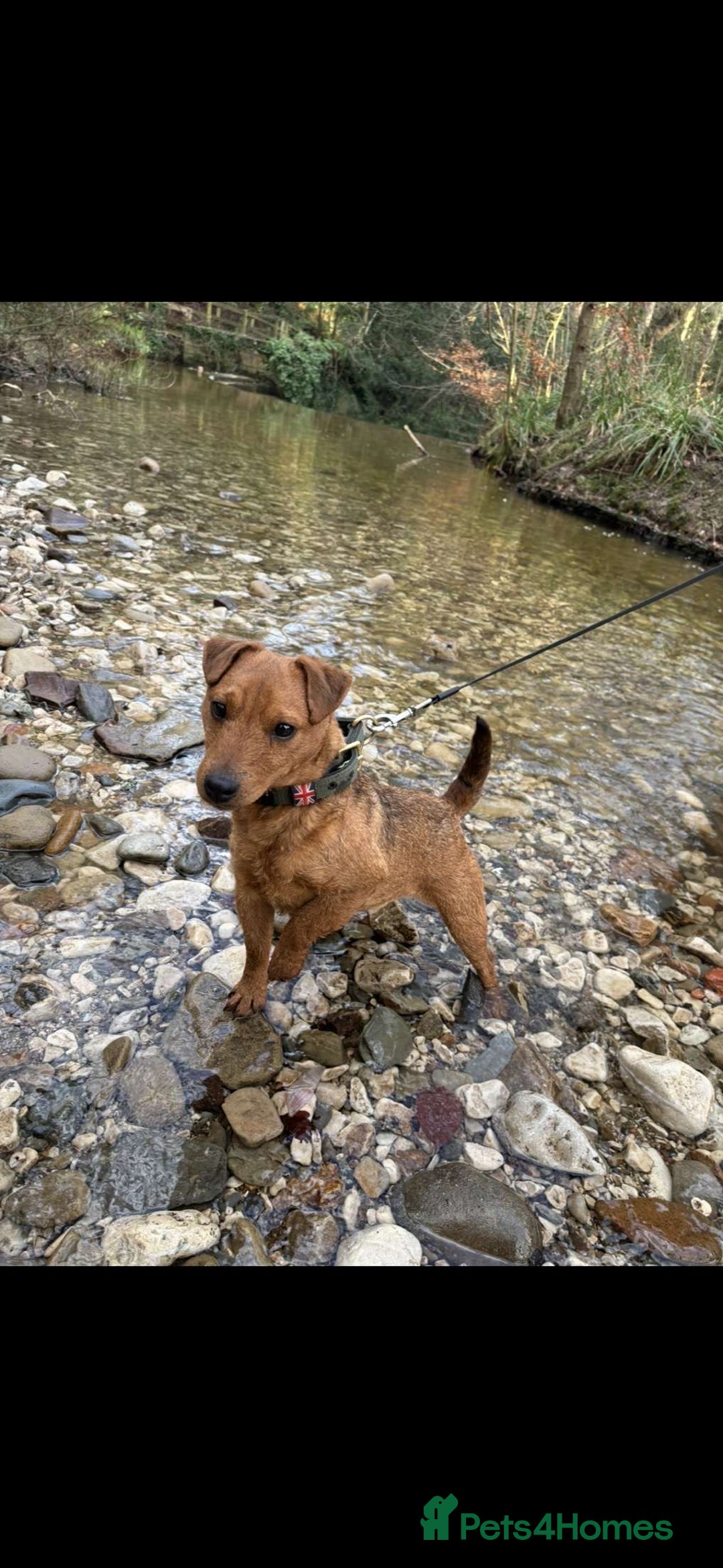 Lakeland Terrier dogs for sale: Red Lakeland terrier bitch - Image 6