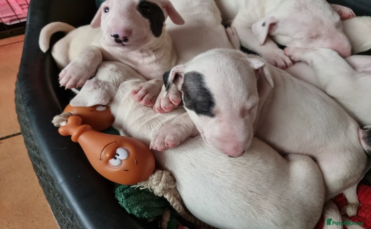Bull Terrier dogs - Advert 2