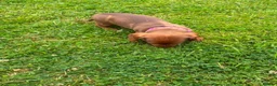 Miniature Dachshund dogs for sale: Beautiful Miniature Dachshunds 🐾 in Wednesbury - Advert 3