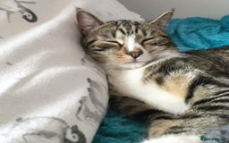 Toyger cats for sale: Domestic shorthair  - Image 2