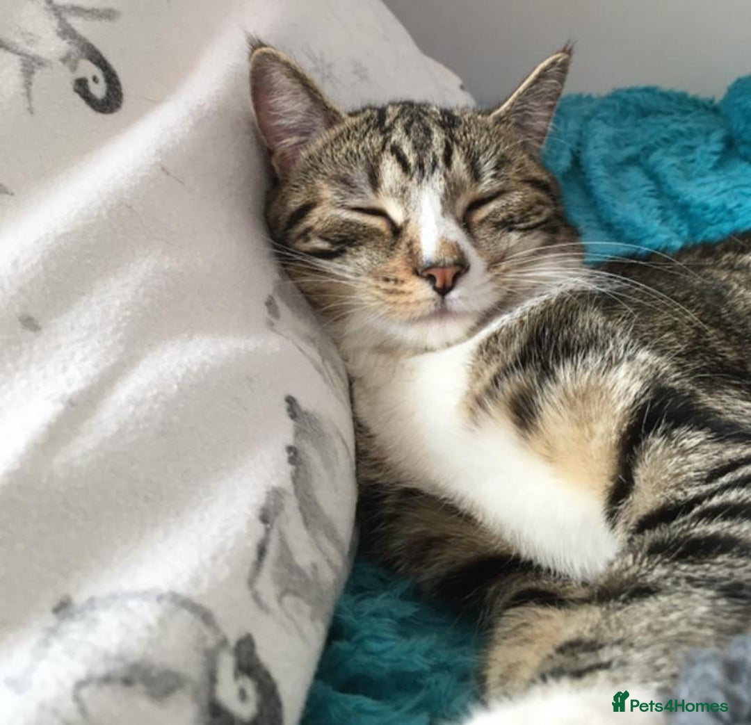 Toyger cats for sale: Domestic shorthair  - Image 2