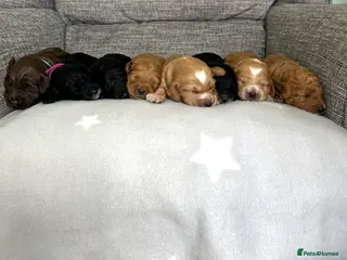 Cockapoo dogs Beautiful litter of cockapoo puppies ❤️ - Advert 12
