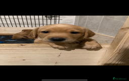 Labrador Retriever dogs for sale: 9 KC Registered Fox Red Labrador Puppies  - Image 18