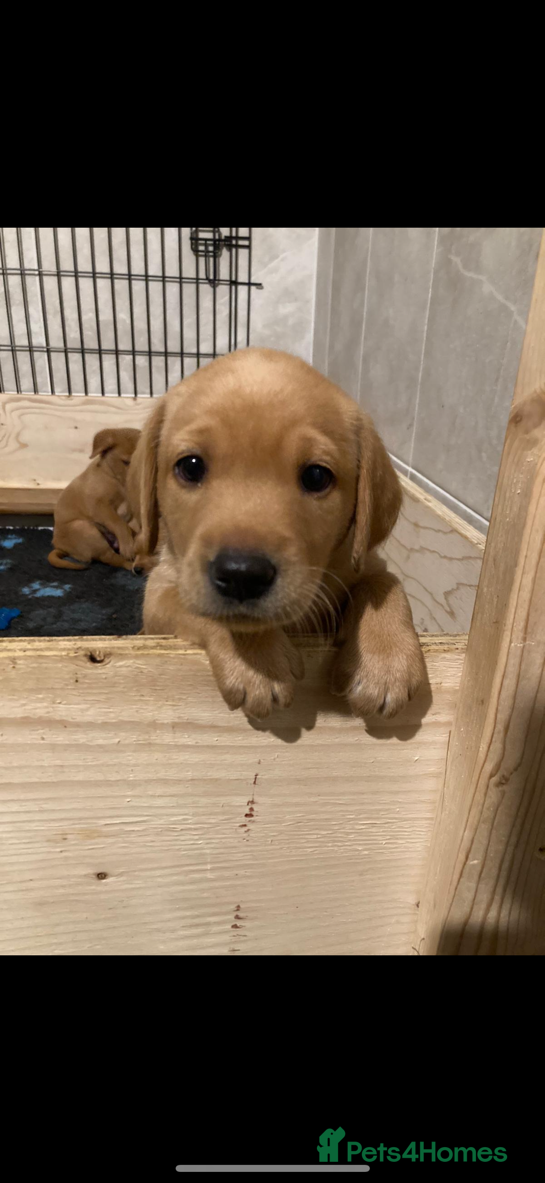 Labrador Retriever dogs for sale: 9 KC Registered Fox Red Labrador Puppies  - Image 18