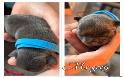 French Bulldog dogs for sale: French Bulldog Puppies in Altrincham - Image 14