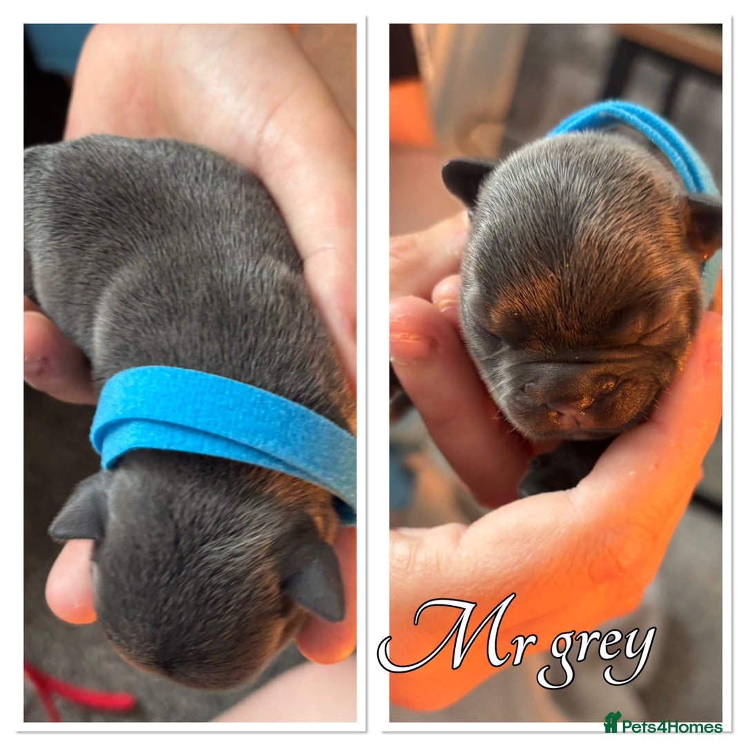French Bulldog dogs for sale: French Bulldog Puppies in Altrincham - Image 14