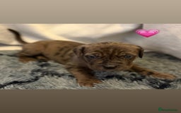 Cane Corso dogs for sale: Cane Corso puppies - Image 11