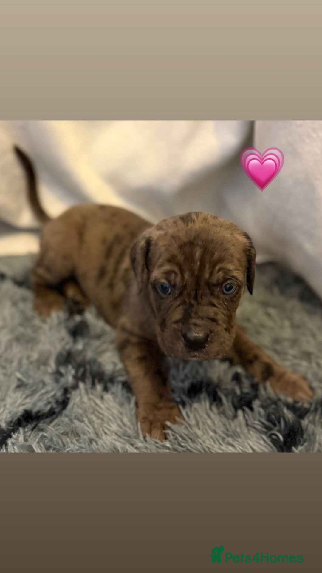 Cane Corso dogs for sale: Cane Corso puppies - Image 11