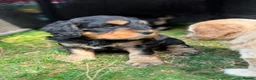 Cockapoo dogs for sale: 6 Beautiful Cockerpoos Puppies  - Advert 10