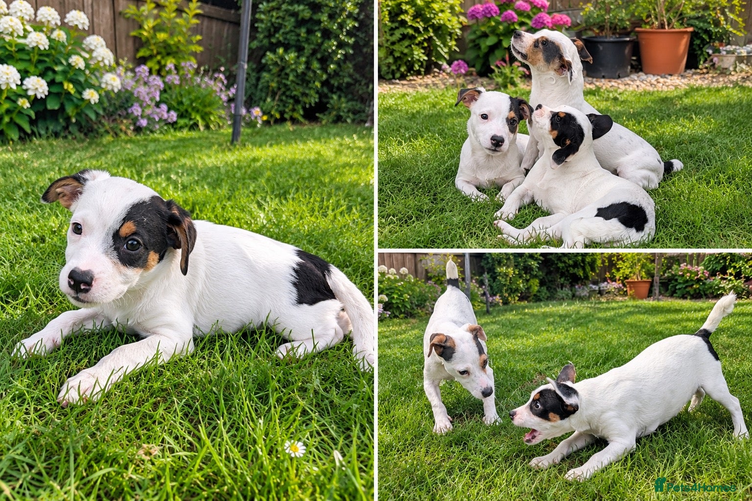 Jack Russell dogs Beautiful Jack Russell Puppies for sale 💙🐶🐾 - Advert 1