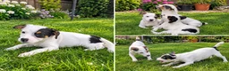Jack Russell dogs for sale: Beautiful Jack Russell Puppies for sale 💙🐶🐾 - Advert 1