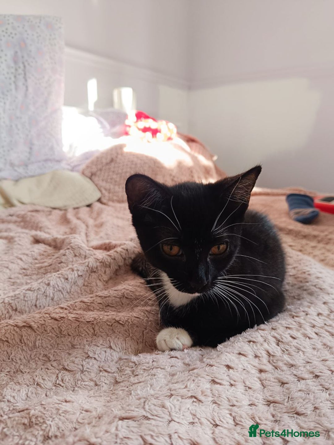 Mixed Breed cats for sale: Lovely Cat Looking for a New Home - Image 2
