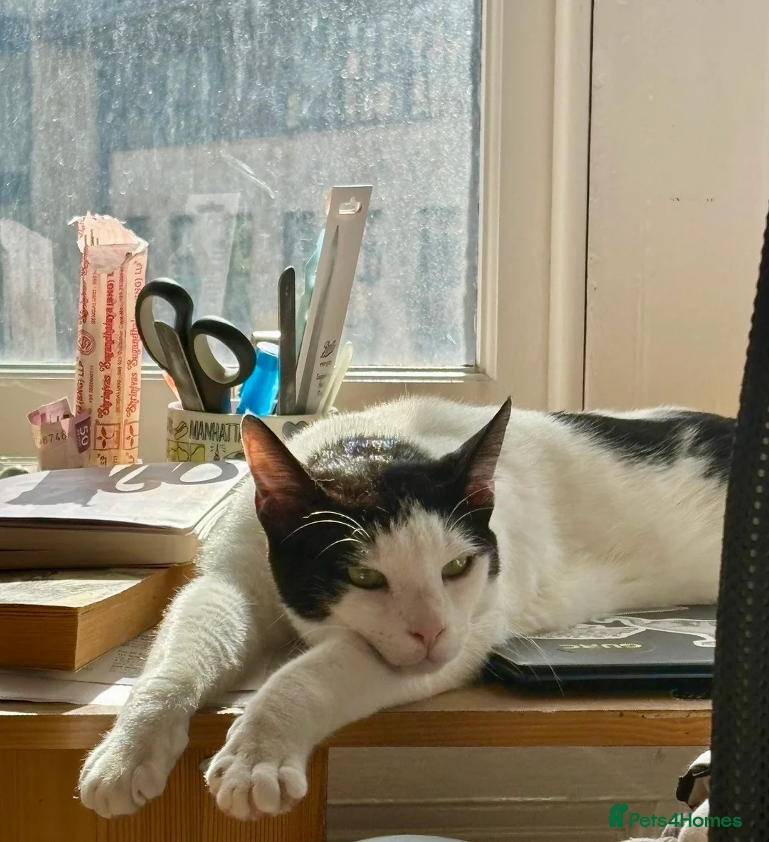 Domestic Shorthair cats for adoption: Leo (House/Indoor Cat) - Advert 2