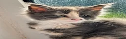 Maine Coon cats for sale: Pure Maine Coon kittens for sale  in Mansfield - Advert 6