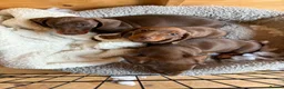 Miniature Dachshund dogs for sale: Miniature dachshund chocolate and tanned. - Advert 4