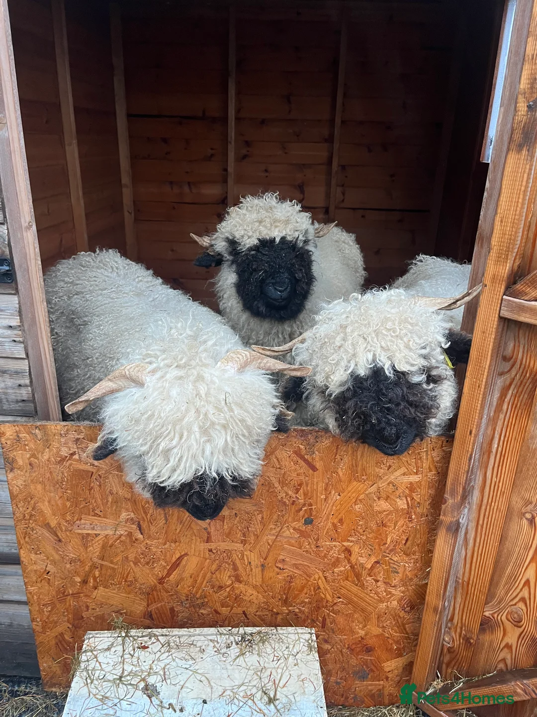 Sheep livestock for sale: Valais blacknose  - Advert 1