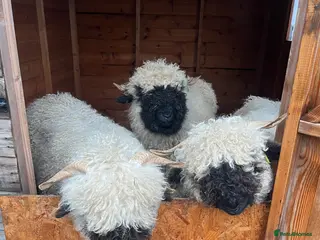 Sheep livestock Valais blacknose - Advert 3