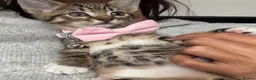 Mixed Breed cats for sale: 5 beautiful tabby kittens  - Advert 23