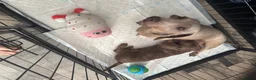 Miniature Dachshund dogs for sale: Minature long haired dachshund puppy  - Advert 2