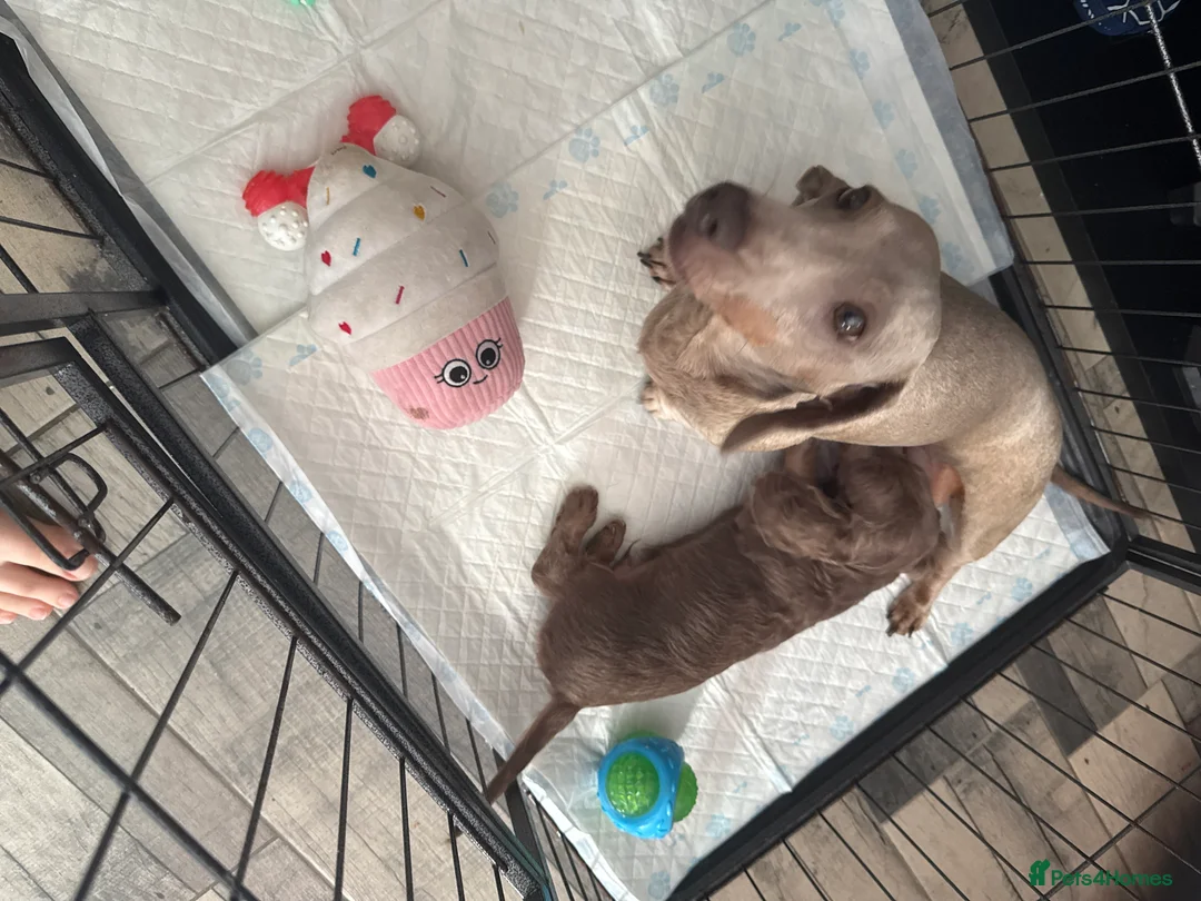 Miniature Dachshund dogs for sale: Minature long haired dachshund puppy  - Advert 2
