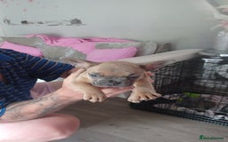 French Bulldog dogs for sale: French bulldog puppys  - Image 12