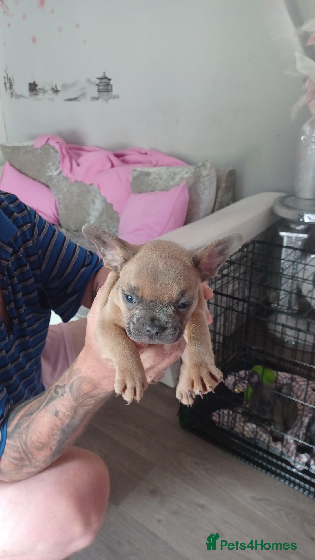 French Bulldog dogs for sale: French bulldog puppys  - Image 12