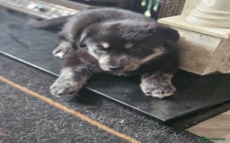Mixed Breed dogs for sale: Boys  - Image 2