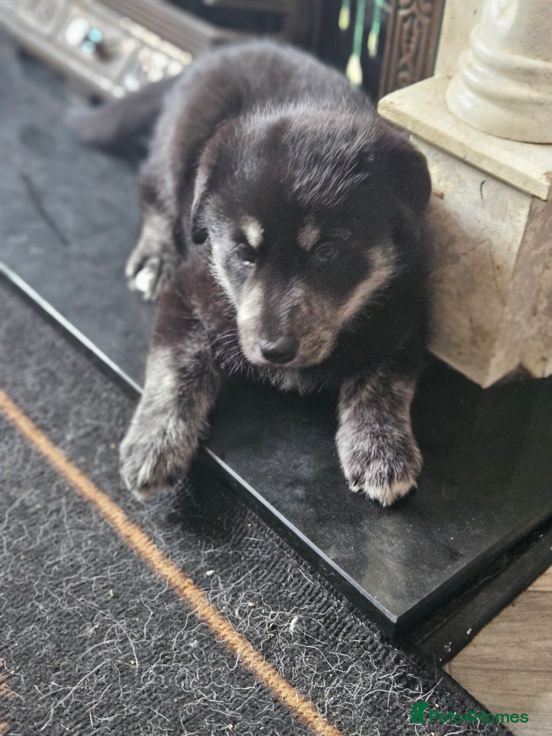 Mixed Breed dogs for sale: Boys  - Image 2