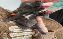 Staffordshire Bull Terrier dogs for sale: For Sale Blue Staffies/ Blue Staffordshire  - Image 15
