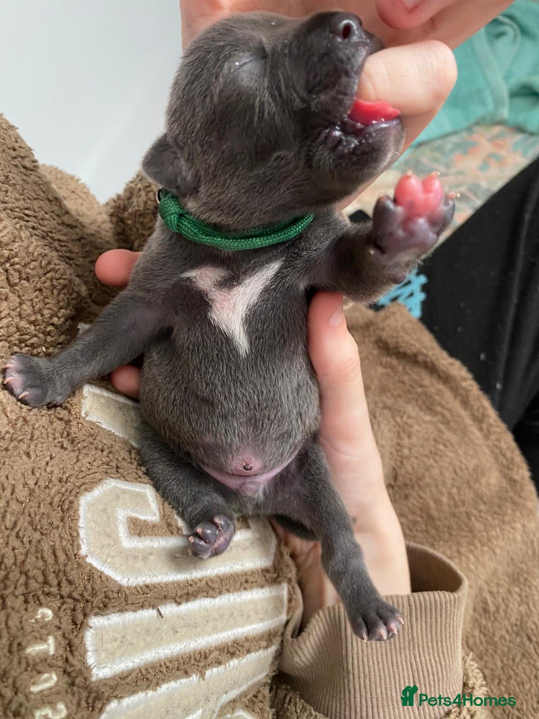 Staffordshire Bull Terrier dogs for sale: For Sale Blue Staffies/ Blue Staffordshire  - Image 15