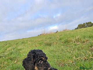Bernedoodle dogs Stunning girl ready to leave now ❤️Health tested - Advert 18
