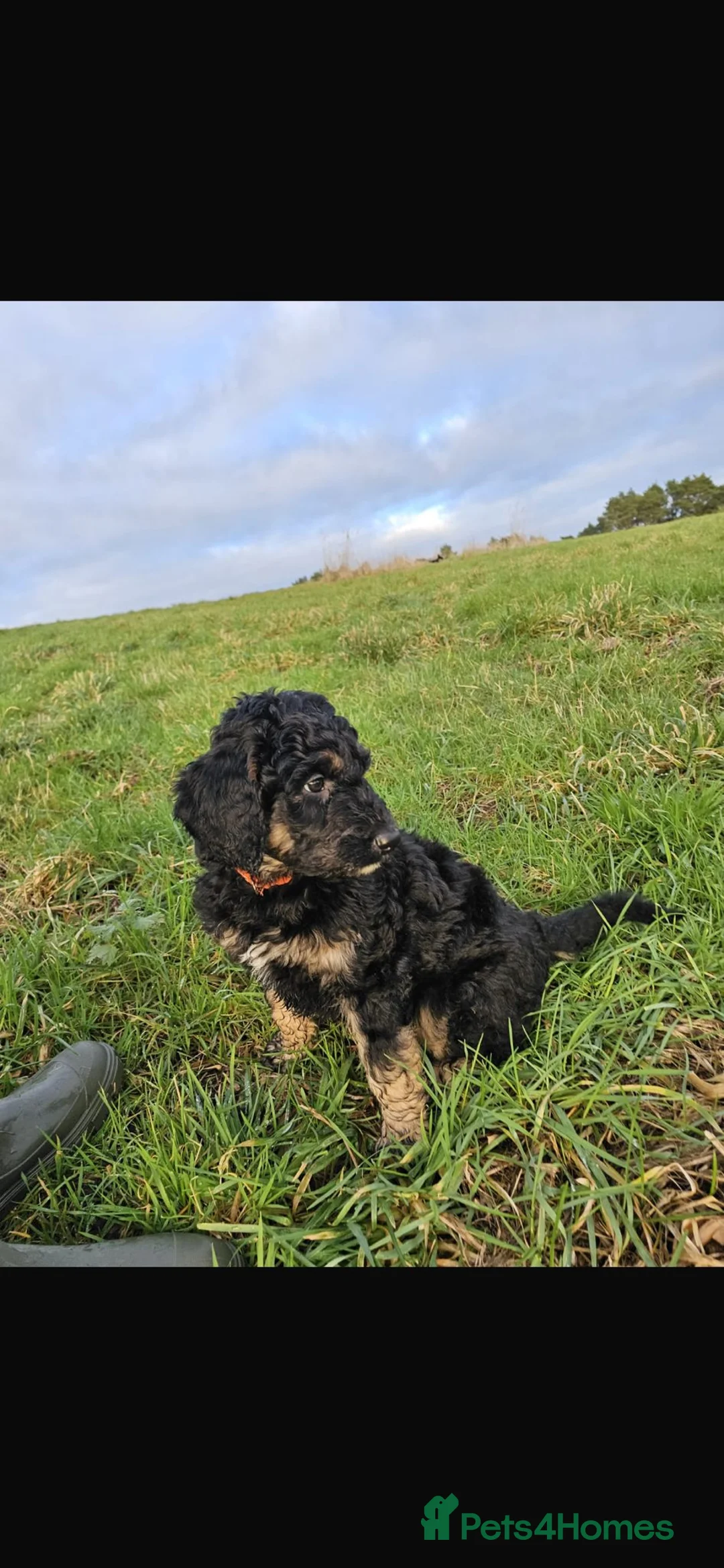 Bernedoodle dogs for sale: Sold 💙 - Advert 2