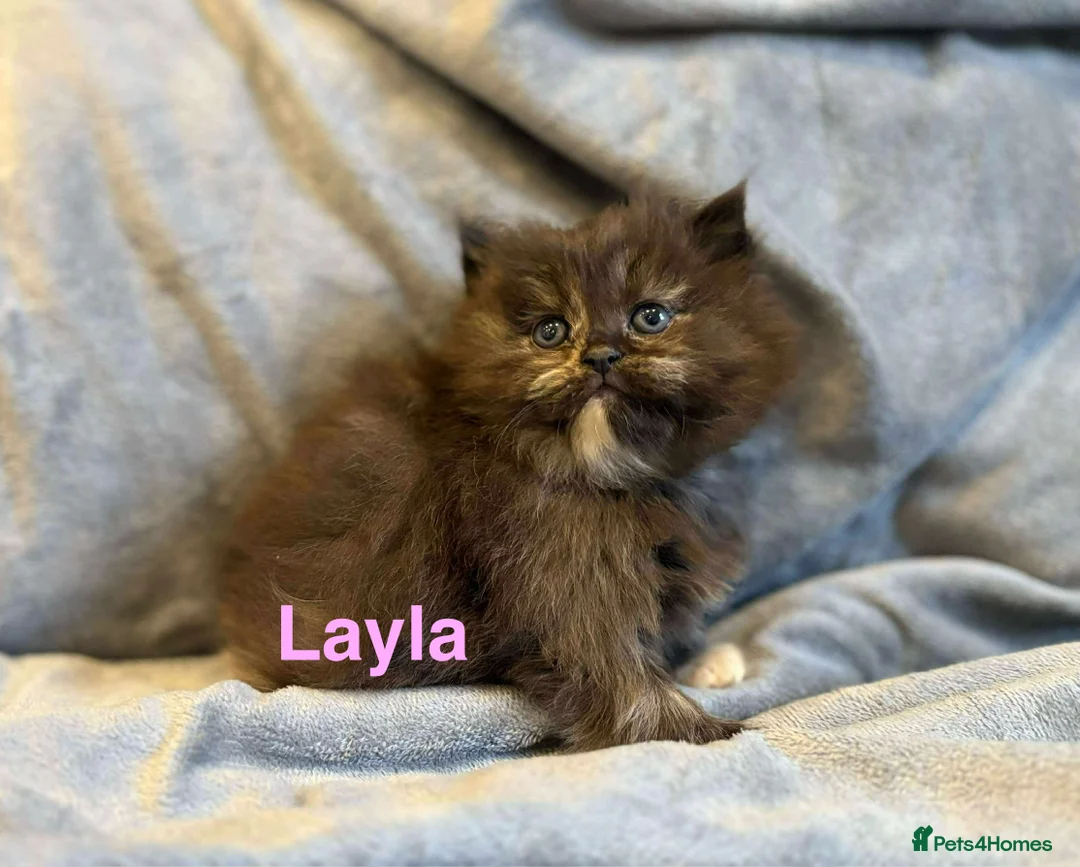 Persian cats for sale: **SOLD** Stunning litter of five female Perdolls - Advert 6