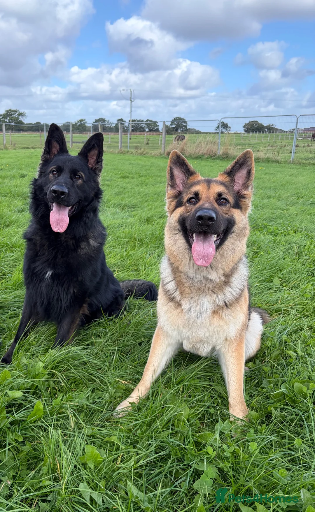 German Shepherd dogs for sale: ROCKFORCE LONG HAIRED WORKING LINE GSD  - Advert 1