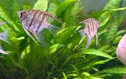 Angelfish fish for sale: 5 angelfish - Image 6