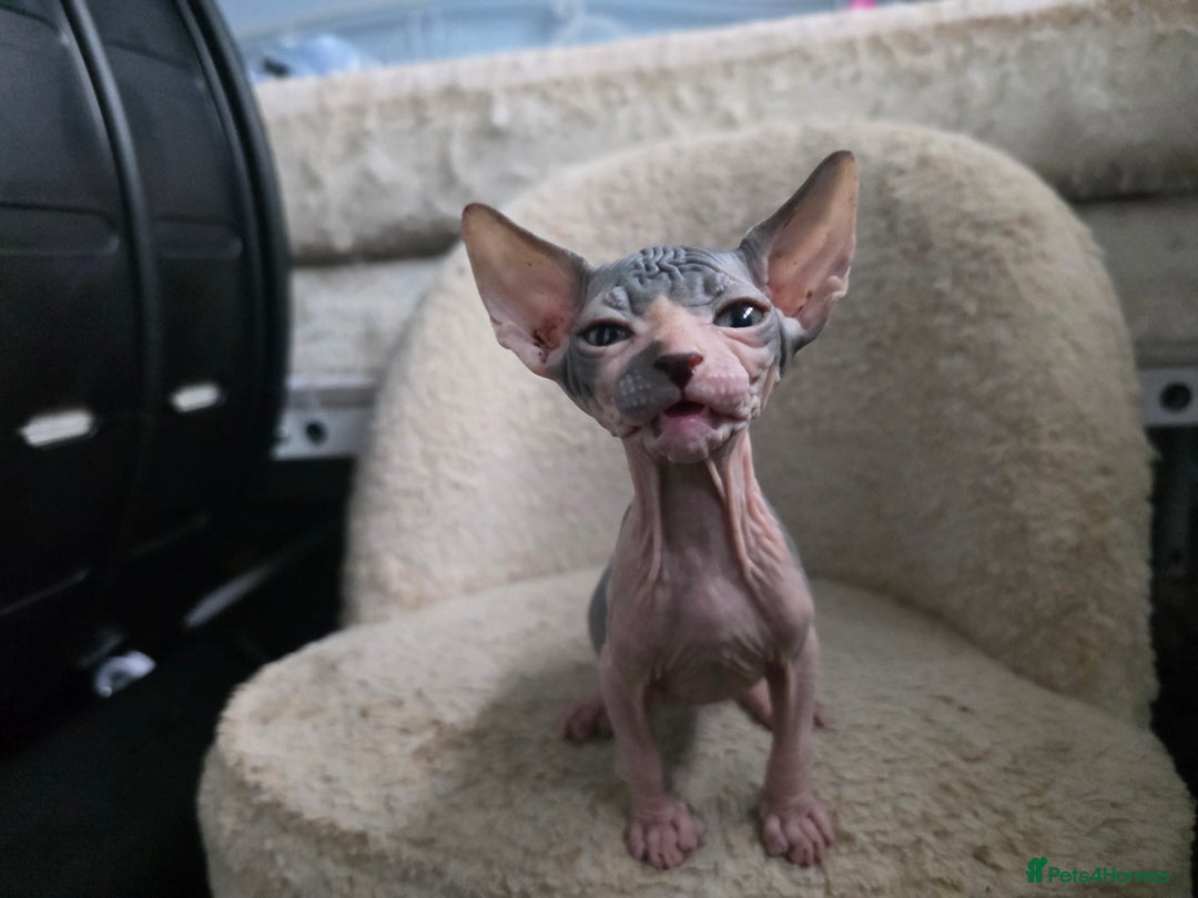 Mixed Breed cats for sale: Adorable Male Kitten – Sphynx x Devon Rex Cross - Advert 9